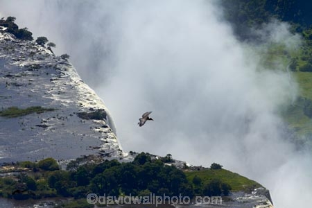 aerial;aerial-image;aerial-images;aerial-photo;aerial-photograph;aerial-photographs;aerial-photography;aerial-photos;aerial-view;aerial-views;aerials;Africa;cascade;cascades;chasm;chasms;fall;falls;First-Gorge;gorge;gorges;Marabou-Stork;Marabou-Storks;mist;Mosi_oa_Tunya;natural;natural-wonders-of-the-world;nature;ravine;ravines;river;rivers;scene;scenic;seven-natural-wonders;seven-natural-wonders-of-the-world;seven-wonders-of-the-natural-world;seven-wonders-of-the-world;Southern-Africa;spray;the-Smoke-that-Thunders;UN-world-heritage-area;UN-world-heritage-site;UNESCO-World-Heritage-area;UNESCO-World-Heritage-Site;united-nations-world-heritage-area;united-nations-world-heritage-site;V.F.;VF;Vic-Falls;Vic.-Falls;Victoria-Falls;Victoria-Falls-National-Park;water;water-fall;water-falls;waterfall;waterfalls;wet;world-heritage;world-heritage-area;world-heritage-areas;World-Heritage-Park;World-Heritage-site;World-Heritage-Sites;Zambesi;Zambesi-River;Zambeze;Zambeze-River;Zambezi;Zambezi-River;Zambia;Zimbabwe