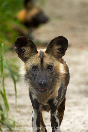Africa;African-hunting-dog;African-hunting-dogs;African-wild-dog;African-wild-dogs;animal;animals;Cape-hunting-dog;Cape-hunting-dogs;carnivore;carnivores;game-park;game-parks;game-reserve;game-reserves;Hwange-N.P.;Hwange-National-Park;Hwange-NP;Lycaon-pictus;mammal;mammals;national-park;national-parks;ornate-wolf;ornate-wolfs;painted-dog;Painted-Dog-Conservation;Painted-Dog-Conservation-Project;painted-dogs;painted-hunting-dog;painted-hunting-dogs;painted-wolf;painted-wolfs;predator;predators;Southern-Africa;spotted-dog;spotted-dogs;Wankie-Game-Reserve;Wild-Dog-Conservation-Project-Hwange-National-Park;wildlife;wildlife-park;wildlife-parks;wildlife-reserve;wildlife-reserves;Zimbabwe