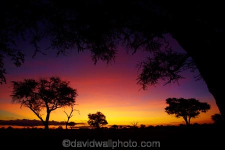 acacia;acacia-tree;acacia-trees;acacias;Africa;African-sunset;African-sunsets;dusk;evening;game-park;game-parks;game-reserve;game-reserves;Hwange-N.P.;Hwange-National-Park;Hwange-NP;national-park;national-parks;Ngweshla-Camp;Ngweshla-Picnic-Area;Ngweshla-Picnic-Site;night;night_time;nightfall;orange;Southern-Africa;sunset;sunsets;tree;trees;twilight;Wankie-Game-Reserve;wildlife-park;wildlife-parks;wildlife-reserve;wildlife-reserves;Zimbabwe