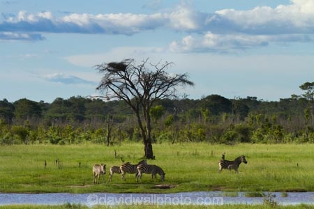 Africa;animal;animals;Chapmans-zebra;Chapmans-zebras;Chapmans-zebra;Chapmans-zebras;Equus-quagga;Equus-quagga-chapmani;game-park;game-parks;game-reserve;game-reserves;herd;herd-of-zebra;herds;Hwange-N.P.;Hwange-National-Park;Hwange-NP;mammal;mammals;national-park;national-parks;plains-zebra;plains-zebras;pond;ponds;Southern-Africa;Wankie-Game-Reserve;water;waterhole;waterholes;wildlife;wildlife-park;wildlife-parks;wildlife-reserve;wildlife-reserves;zebra;zebra-herd;zebra-herds;zebras;Zimbabwe