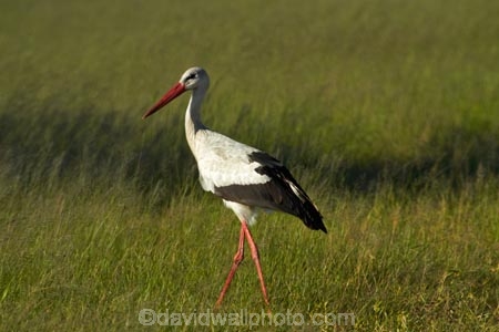 Africa;Animal;animals;avian;bird;bird-spotting;bird-watching;bird_watching;birds;Ciconia-ciconia;eco-tourism;eco_tourism;ecotourism;Fauna;game-park;game-parks;game-reserve;game-reserves;Hwange-N.P.;Hwange-National-Park;Hwange-NP;national-park;national-parks;Natural;Nature;Ornithology;Southern-Africa;Stork;Storks;Wankie-Game-Reserve;White-Stork;White-Storks;wild;wildlife;wildlife-park;wildlife-parks;wildlife-reserve;wildlife-reserves;Zimbabwe