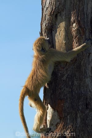 Africa;animal;animals;baboon;baboons;Cape-baboon;Cape-baboons;Chacma-baboon;Chacma-baboons;climbing;game-park;game-parks;game-reserve;game-reserves;Gray_footed-chacma-baboon;Hwange-N.P.;Hwange-National-Park;Hwange-NP;juvenile-baboon;mammal;mammals;monkey;monkeys;national-park;national-parks;Papio-ursinus;Papio-ursinus-griseipes;Southern-Africa;tree;tree-trunk;tree-trunks;trees;Wankie-Game-Reserve;wildlife;wildlife-park;wildlife-parks;wildlife-reserve;wildlife-reserves;young;Zimbabwe