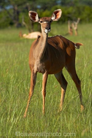 Africa;animal;animals;antelope;antelopes;female;female-kudu;female-kudus;females;game-park;game-parks;game-reserve;game-reserves;Greater-Kudu;Greater-Kudus;Hwange-N.P.;Hwange-National-Park;Hwange-NP;Kudu;Kudus;mammal;mammals;national-park;national-parks;Southern-Africa;Tragelaphus-strepsiceros;Wankie-Game-Reserve;wildlife;wildlife-park;wildlife-parks;wildlife-reserve;wildlife-reserves;Zimbabwe