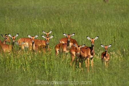 Aepyceros-melampus;Aepyceros-melampus-melampus;Africa;animal;animals;antelope;antelopes;game-park;game-parks;game-reserve;game-reserves;Hwange-N.P.;Hwange-National-Park;Hwange-NP;impala;impalas;mammal;mammals;national-park;national-parks;Southern-Africa;Wankie-Game-Reserve;wildlife;wildlife-park;wildlife-parks;wildlife-reserve;wildlife-reserves;Zimbabwe