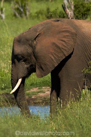 Africa;African-bush-elephant;African-bush-elephants;African-elephant;African-elephants;animal;animals;elephant;elephants;game-park;game-parks;game-reserve;game-reserves;Hwange-N.P.;Hwange-National-Park;Hwange-NP;Loxodonta-africana;mammal;mammals;national-park;national-parks;pachyderm;pachyderms;Southern-Africa;Wankie-Game-Reserve;wildlife;wildlife-park;wildlife-parks;wildlife-reserve;wildlife-reserves;Zimbabwe