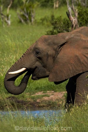 Africa;African-bush-elephant;African-bush-elephants;African-elephant;African-elephants;animal;animals;elephant;elephants;game-park;game-parks;game-reserve;game-reserves;Hwange-N.P.;Hwange-National-Park;Hwange-NP;Loxodonta-africana;mammal;mammals;national-park;national-parks;pachyderm;pachyderms;Southern-Africa;Wankie-Game-Reserve;wildlife;wildlife-park;wildlife-parks;wildlife-reserve;wildlife-reserves;Zimbabwe