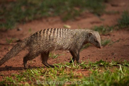 Africa;African-wildlife;Banded-Mongoose;mammal;mammals;mongeese;mongooses;Mungos-mungo;Southern-Africa;Victoria-Falls;Victoria-Falls-Rest-Camp,;wildlife;Zimbabwe