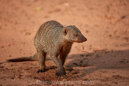 Africa;African-wildlife;Banded-Mongoose;mammal;mammals;mongeese;mongooses;Mungos-mungo;Southern-Africa;Victoria-Falls;Victoria-Falls-Rest-Camp,;wildlife;Zimbabwe