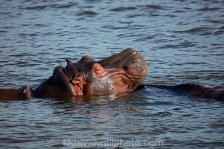 Africa;African;African-animals;African-wildlife;animal;animals;hippo;hippopotami;hippopotamus;Hippopotamus-amphibius;hippopotamuses;hippos;mammal;mammals;river;rivers;Southern-Africa;wildlife;Zambezi;Zambezi-River;Zimbabwe