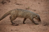 Africa;African-wildlife;Banded-Mongoose;mammal;mammals;mongeese;mongooses;Mungos-mungo;Southern-Africa;Victoria-Falls;Victoria-Falls-Rest-Camp,;wildlife;Zimbabwe