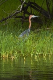 Africa;animal;animals;Ardea-goliath;avian;bird;bird-watching;birds;eco-tourism;eco_tourism;ecotourism;Fauna;flight;fly;flying;Giant-Heron;Giant-Herons;Goliath-Heron;Goliath-Herons;grass;grasses;Heron;Herons;Natural;Nature;Ornithology;reed;reeds;river;rivers;Southern-Africa;V.F.;VF;Vic-Falls;Vic.-Falls;Victoria-Falls;wildlife;Zambesi;Zambesi-River;Zambeze;Zambeze-River;Zambezi;Zambezi-River;Zambia;Zimbabwe