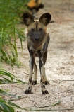 Africa;African-hunting-dog;African-hunting-dogs;African-wild-dog;African-wild-dogs;animal;animals;Cape-hunting-dog;Cape-hunting-dogs;carnivore;carnivores;game-park;game-parks;game-reserve;game-reserves;Hwange-N.P.;Hwange-National-Park;Hwange-NP;Lycaon-pictus;mammal;mammals;national-park;national-parks;ornate-wolf;ornate-wolfs;painted-dog;Painted-Dog-Conservation;Painted-Dog-Conservation-Project;painted-dogs;painted-hunting-dog;painted-hunting-dogs;painted-wolf;painted-wolfs;predator;predators;Southern-Africa;spotted-dog;spotted-dogs;Wankie-Game-Reserve;Wild-Dog-Conservation-Project-Hwange-National-Park;wildlife;wildlife-park;wildlife-parks;wildlife-reserve;wildlife-reserves;Zimbabwe