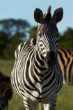 Africa;animal;animals;black-amp;-white;black-and-white;Chapmans-zebra;Chapmans-zebras;Chapmans-zebra;Chapmans-zebras;Equus-quagga;Equus-quagga-chapmani;game-park;game-parks;game-reserve;game-reserves;Hwange-N.P.;Hwange-National-Park;Hwange-NP;mammal;mammals;national-park;national-parks;plains-zebra;plains-zebras;Southern-Africa;Wankie-Game-Reserve;wildlife;wildlife-park;wildlife-parks;wildlife-reserve;wildlife-reserves;zebra;zebras;Zimbabwe