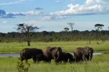 Africa;African-bush-elephant;African-bush-elephants;African-elephant;African-elephants;animal;animals;elephant;elephant-herd;elephant-herds;elephants;game-park;game-parks;game-reserve;game-reserves;herd;herds;Hwange-N.P.;Hwange-National-Park;Hwange-NP;Loxodonta-africana;mammal;mammals;national-park;national-parks;pachyderm;pachyderms;Southern-Africa;Wankie-Game-Reserve;wildlife;wildlife-park;wildlife-parks;wildlife-reserve;wildlife-reserves;Zimbabwe