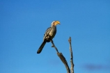 Africa;Animal;animals;avian;bird;bird-spotting;bird-watching;bird_watching;birds;eco-tourism;eco_tourism;ecotourism;Fauna;game-park;game-parks;game-reserve;game-reserves;hornbill;hornbills;Hwange-N.P.;Hwange-National-Park;Hwange-NP;national-park;national-parks;Natural;Nature;Ornithology;Southern-Africa;Southern-Yellow-billed-Hornbill;Southern-Yellow-billed-Hornbill-Tockus-leucomelas;Southern-Yellow-billed-hornbills;Southern-Yellow_billed-Hornbill;Southern-Yellow_billed-Hornbills;Southern-Yellowbilled-Hornbill;Southern-Yellowbilled-Hornbills;Wankie-Game-Reserve;wild;wildlife;wildlife-park;wildlife-parks;wildlife-reserve;wildlife-reserves;Yellow-billed-Hornbills;Yellow_billed-Hornbill;Yellow_billed-Hornbills;Yellowbilled-Hornbill;Yellowbilled-Hornbills;Zimbabwe