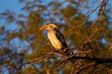 Africa;Animal;animals;avian;bird;bird-spotting;bird-watching;bird_watching;birds;eco-tourism;eco_tourism;ecotourism;Fauna;game-park;game-parks;game-reserve;game-reserves;hornbill;hornbills;Hwange-N.P.;Hwange-National-Park;Hwange-NP;national-park;national-parks;Natural;Nature;Ornithology;Southern-Africa;Southern-Yellow-billed-Hornbill;Southern-Yellow-billed-Hornbill-Tockus-leucomelas;Southern-Yellow-billed-hornbills;Southern-Yellow_billed-Hornbill;Southern-Yellow_billed-Hornbills;Southern-Yellowbilled-Hornbill;Southern-Yellowbilled-Hornbills;Wankie-Game-Reserve;wild;wildlife;wildlife-park;wildlife-parks;wildlife-reserve;wildlife-reserves;Yellow-billed-Hornbills;Yellow_billed-Hornbill;Yellow_billed-Hornbills;Yellowbilled-Hornbill;Yellowbilled-Hornbills;Zimbabwe