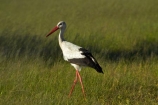 Africa;Animal;animals;avian;bird;bird-spotting;bird-watching;bird_watching;birds;Ciconia-ciconia;eco-tourism;eco_tourism;ecotourism;Fauna;game-park;game-parks;game-reserve;game-reserves;Hwange-N.P.;Hwange-National-Park;Hwange-NP;national-park;national-parks;Natural;Nature;Ornithology;Southern-Africa;Stork;Storks;Wankie-Game-Reserve;White-Stork;White-Storks;wild;wildlife;wildlife-park;wildlife-parks;wildlife-reserve;wildlife-reserves;Zimbabwe
