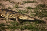 Africa;croc;crocodile;crocodiles;Crocodylus-niloticus;crocs;game-viewing;natural;nature;Nile-crocodile;Nile-crocodiles;reptile;reptiles;river;rivers;Southern-Africa;wild;wilderness;wildlife;Zambezi-River;Zimbabwe