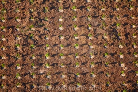 aerial;aerial-image;aerial-images;aerial-photo;aerial-photograph;aerial-photographs;aerial-photography;aerial-photos;aerial-view;aerial-views;aerials;agricultural;agriculture;Asia;Cambodia;country;countryside;crop;crops;farm;farming;farmland;farms;field;fields;fruit-tree;fruit-trees;horticulture;Indochina-Peninsula;Kampuchea;Kingdom-of-Cambodia;meadow;meadows;orchard;orchards;paddock;paddocks;pasture;pastures;pattern;patterns;rural;Siem-Reap;Siem-Reap-Province;Southeast-Asia