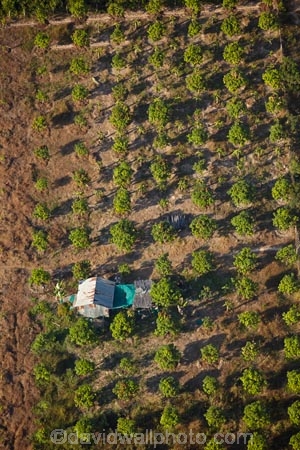aerial;aerial-image;aerial-images;aerial-photo;aerial-photograph;aerial-photographs;aerial-photography;aerial-photos;aerial-view;aerial-views;aerials;agricultural;agriculture;Asia;Cambodia;country;countryside;crop;crops;farm;farming;farmland;farms;field;fields;fruit-tree;fruit-trees;horticulture;Indochina-Peninsula;Kampuchea;Kingdom-of-Cambodia;meadow;meadows;orchard;orchards;paddock;paddocks;pasture;pastures;pattern;patterns;rural;Siem-Reap;Siem-Reap-Province;Southeast-Asia