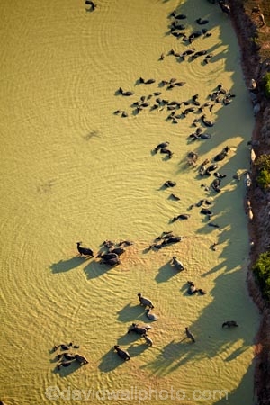 aerial;aerial-image;aerial-images;aerial-photo;aerial-photograph;aerial-photographs;aerial-photography;aerial-photos;aerial-view;aerial-views;aerials;agricultural;agriculture;animals;Asia;Asian-water-buffalo;buffalo;buffalos;Cambodia;country;countryside;dam;dams;dirty-water;domestic-Asian-water-buffalo-Bubalus-bubalis;domestic-water-buffalo;farm;farming;farmland;farms;field;fields;Herbivore;Herbivores;Herbivorous;Indochina-Peninsula;Kampuchea;Kingdom-of-Cambodia;Livestock;mammal;mammals;meadow;meadows;muddy-water;paddock;paddocks;pasture;pastures;rural;Siem-Reap;Siem-Reap-Province;Southeast-Asia;stock;water;Water-buffalo;Water-buffalos