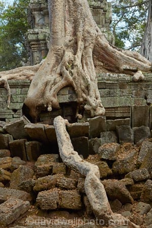 1186AD;12th-century;abandon;abandoned;ancient-temple;ancient-temples;Angkor;Angkor-Archaeological-Park;Angkor-Region;Angkor-Wat-World-Heritage-Area;Angkor-Wat-World-Heritage-Park;Angkor-Wat-World-Heritage-Site;Angkor-World-Heritage-Area;Angkor-World-Heritage-Park;Angkor-World-Heritage-Site;archaeological-site;archaeological-sites;Asia;Buddhist-temple;Buddhist-temples;building;buildings;Cambodia;Cambodian;Ceiba-pentandra;heritage;historic;historic-place;historic-places;historical;historical-place;historical-places;history;Indochina-Peninsula;jungle;Kampuchea;Khmer-Capital;Khmer-Empire;Khmer-temple;Khmer-temples;Kingdom-of-Cambodia;old;overgrown;place-of-worship;places-of-worship;religion;religions;religious;religious-monument;religious-monuments;religious-site;root;roots;ruin;ruins;Siem-Reap;Siem-Reap-Province;silk_cotton-tree;Southeast-Asia;stone;stone-building;stonework;Ta-Prohm;Ta-Prohm-temple;Ta-Prohm-temple-ruins;temple-ruins;Tetrameles-nudiflora;thitpok;tradition;traditional;tree;tree-root;tree-roots;trees;twelfth-century;UN-world-heritage-area;UN-world-heritage-site;UNESCO-World-Heritage-area;UNESCO-World-Heritage-Site;united-nations-world-heritage-area;united-nations-world-heritage-site;world-heritage;world-heritage-area;world-heritage-areas;World-Heritage-Park;World-Heritage-site;World-Heritage-Sites