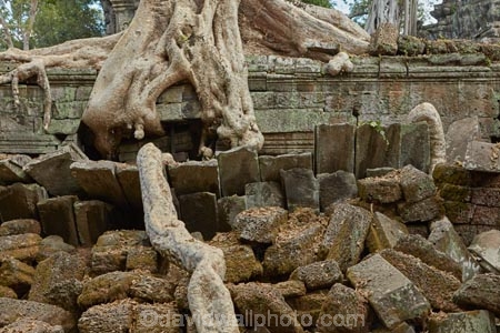 1186AD;12th-century;abandon;abandoned;ancient-temple;ancient-temples;Angkor;Angkor-Archaeological-Park;Angkor-Region;Angkor-Wat-World-Heritage-Area;Angkor-Wat-World-Heritage-Park;Angkor-Wat-World-Heritage-Site;Angkor-World-Heritage-Area;Angkor-World-Heritage-Park;Angkor-World-Heritage-Site;archaeological-site;archaeological-sites;Asia;Buddhist-temple;Buddhist-temples;building;buildings;Cambodia;Cambodian;Ceiba-pentandra;heritage;historic;historic-place;historic-places;historical;historical-place;historical-places;history;Indochina-Peninsula;jungle;Kampuchea;Khmer-Capital;Khmer-Empire;Khmer-temple;Khmer-temples;Kingdom-of-Cambodia;old;overgrown;place-of-worship;places-of-worship;religion;religions;religious;religious-monument;religious-monuments;religious-site;root;roots;ruin;ruins;Siem-Reap;Siem-Reap-Province;silk_cotton-tree;Southeast-Asia;stone;stone-building;stonework;Ta-Prohm;Ta-Prohm-temple;Ta-Prohm-temple-ruins;temple-ruins;Tetrameles-nudiflora;thitpok;tradition;traditional;tree;tree-root;tree-roots;trees;twelfth-century;UN-world-heritage-area;UN-world-heritage-site;UNESCO-World-Heritage-area;UNESCO-World-Heritage-Site;united-nations-world-heritage-area;united-nations-world-heritage-site;world-heritage;world-heritage-area;world-heritage-areas;World-Heritage-Park;World-Heritage-site;World-Heritage-Sites