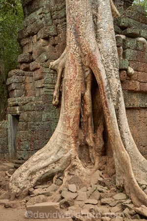 1186AD;12th-century;abandon;abandoned;ancient-temple;ancient-temples;Angkor;Angkor-Archaeological-Park;Angkor-Region;Angkor-Wat-World-Heritage-Area;Angkor-Wat-World-Heritage-Park;Angkor-Wat-World-Heritage-Site;Angkor-World-Heritage-Area;Angkor-World-Heritage-Park;Angkor-World-Heritage-Site;archaeological-site;archaeological-sites;Asia;Buddhist-temple;Buddhist-temples;building;buildings;Cambodia;Cambodian;Ceiba-pentandra;heritage;historic;historic-place;historic-places;historical;historical-place;historical-places;history;Indochina-Peninsula;jungle;Kampuchea;Khmer-Capital;Khmer-Empire;Khmer-temple;Khmer-temples;Kingdom-of-Cambodia;old;overgrown;place-of-worship;places-of-worship;religion;religions;religious;religious-monument;religious-monuments;religious-site;root;roots;ruin;ruins;Siem-Reap;Siem-Reap-Province;silk_cotton-tree;Southeast-Asia;stone;stone-building;stonework;Ta-Prohm;Ta-Prohm-temple;Ta-Prohm-temple-ruins;temple-ruins;Tetrameles-nudiflora;thitpok;tradition;traditional;tree;tree-root;tree-roots;trees;twelfth-century;UN-world-heritage-area;UN-world-heritage-site;UNESCO-World-Heritage-area;UNESCO-World-Heritage-Site;united-nations-world-heritage-area;united-nations-world-heritage-site;world-heritage;world-heritage-area;world-heritage-areas;World-Heritage-Park;World-Heritage-site;World-Heritage-Sites