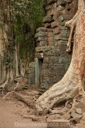 1186AD;12th-century;abandon;abandoned;ancient-temple;ancient-temples;Angkor;Angkor-Archaeological-Park;Angkor-Region;Angkor-Wat-World-Heritage-Area;Angkor-Wat-World-Heritage-Park;Angkor-Wat-World-Heritage-Site;Angkor-World-Heritage-Area;Angkor-World-Heritage-Park;Angkor-World-Heritage-Site;archaeological-site;archaeological-sites;Asia;Buddhist-temple;Buddhist-temples;building;buildings;Cambodia;Cambodian;Ceiba-pentandra;heritage;historic;historic-place;historic-places;historical;historical-place;historical-places;history;Indochina-Peninsula;jungle;Kampuchea;Khmer-Capital;Khmer-Empire;Khmer-temple;Khmer-temples;Kingdom-of-Cambodia;old;overgrown;place-of-worship;places-of-worship;religion;religions;religious;religious-monument;religious-monuments;religious-site;root;roots;ruin;ruins;Siem-Reap;Siem-Reap-Province;silk_cotton-tree;Southeast-Asia;stone;stone-building;stonework;Ta-Prohm;Ta-Prohm-temple;Ta-Prohm-temple-ruins;temple-ruins;Tetrameles-nudiflora;thitpok;tradition;traditional;tree;tree-root;tree-roots;trees;twelfth-century;UN-world-heritage-area;UN-world-heritage-site;UNESCO-World-Heritage-area;UNESCO-World-Heritage-Site;united-nations-world-heritage-area;united-nations-world-heritage-site;world-heritage;world-heritage-area;world-heritage-areas;World-Heritage-Park;World-Heritage-site;World-Heritage-Sites