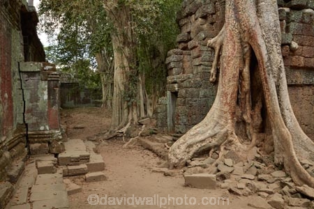 1186AD;12th-century;abandon;abandoned;ancient-temple;ancient-temples;Angkor;Angkor-Archaeological-Park;Angkor-Region;Angkor-Wat-World-Heritage-Area;Angkor-Wat-World-Heritage-Park;Angkor-Wat-World-Heritage-Site;Angkor-World-Heritage-Area;Angkor-World-Heritage-Park;Angkor-World-Heritage-Site;archaeological-site;archaeological-sites;Asia;Buddhist-temple;Buddhist-temples;building;buildings;Cambodia;Cambodian;Ceiba-pentandra;heritage;historic;historic-place;historic-places;historical;historical-place;historical-places;history;Indochina-Peninsula;jungle;Kampuchea;Khmer-Capital;Khmer-Empire;Khmer-temple;Khmer-temples;Kingdom-of-Cambodia;old;overgrown;place-of-worship;places-of-worship;religion;religions;religious;religious-monument;religious-monuments;religious-site;root;roots;ruin;ruins;Siem-Reap;Siem-Reap-Province;silk_cotton-tree;Southeast-Asia;stone;stone-building;stonework;Ta-Prohm;Ta-Prohm-temple;Ta-Prohm-temple-ruins;temple-ruins;Tetrameles-nudiflora;thitpok;tradition;traditional;tree;tree-root;tree-roots;trees;twelfth-century;UN-world-heritage-area;UN-world-heritage-site;UNESCO-World-Heritage-area;UNESCO-World-Heritage-Site;united-nations-world-heritage-area;united-nations-world-heritage-site;world-heritage;world-heritage-area;world-heritage-areas;World-Heritage-Park;World-Heritage-site;World-Heritage-Sites