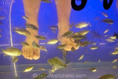 Asia;bare-feet;barefoot;Cambodia;dead-skin;doctor-fish;feet;fish;fish-massage;fish-massages;fish-pedicure;fish-pedicures;fish-tank;fishes;foot;foot-massage;foot-massages;Garra-rufa;Indochina-Peninsula;Kampuchea;kangal-fish;Kingdom-of-Cambodia;nibble-fish;people;person;Siem-Reap;Siem-Reap-Province;Southeast-Asia;tourism;tourist;tourists