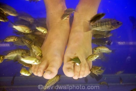 Asia;bare-feet;barefoot;Cambodia;dead-skin;doctor-fish;feet;fish;fish-massage;fish-massages;fish-pedicure;fish-pedicures;fish-tank;fishes;foot;foot-massage;foot-massages;Garra-rufa;Indochina-Peninsula;Kampuchea;kangal-fish;Kingdom-of-Cambodia;nibble-fish;people;person;Siem-Reap;Siem-Reap-Province;Southeast-Asia;tourism;tourist;tourists