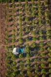 aerial;aerial-image;aerial-images;aerial-photo;aerial-photograph;aerial-photographs;aerial-photography;aerial-photos;aerial-view;aerial-views;aerials;agricultural;agriculture;Asia;Cambodia;country;countryside;crop;crops;farm;farming;farmland;farms;field;fields;fruit-tree;fruit-trees;horticulture;Indochina-Peninsula;Kampuchea;Kingdom-of-Cambodia;meadow;meadows;orchard;orchards;paddock;paddocks;pasture;pastures;pattern;patterns;rural;Siem-Reap;Siem-Reap-Province;Southeast-Asia