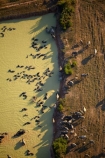 aerial;aerial-image;aerial-images;aerial-photo;aerial-photograph;aerial-photographs;aerial-photography;aerial-photos;aerial-view;aerial-views;aerials;agricultural;agriculture;animals;Asia;Asian-water-buffalo;buffalo;buffalos;Cambodia;country;countryside;dam;dams;dirty-water;domestic-Asian-water-buffalo-Bubalus-bubalis;domestic-water-buffalo;farm;farming;farmland;farms;field;fields;Herbivore;Herbivores;Herbivorous;Indochina-Peninsula;Kampuchea;Kingdom-of-Cambodia;Livestock;mammal;mammals;meadow;meadows;muddy-water;paddock;paddocks;pasture;pastures;rural;Siem-Reap;Siem-Reap-Province;Southeast-Asia;stock;water;Water-buffalo;Water-buffalos