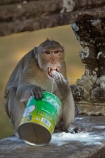 Asia;Cambodia;Indochina-Peninsula;Kampuchea;Kingdom-of-Cambodia;Long_Tailed-Macaque;Long_Tailed-Macaque-Monkey;Long_Tailed-Macaque-Monkeys;Macaca-fascicularis;monkey;monkeys;primate;primates;Siem-Reap;Siem-Reap-Province;Southeast-Asia;Angkor-Wat;animal;animals;Asia;Cambodia;Indochina-Peninsula;Kampuchea;Kingdom-of-Cambodia;Long_Tailed-Macaque;Long_Tailed-Macaque-Monkey;Long_Tailed-Macaque-Monkeys;Macaca-fascicularis;monkey;monkeys;primate;primates;Siem-Reap;Siem-Reap-Province;Southeast-Asia;stolen-milk-powder;wild;wildlife