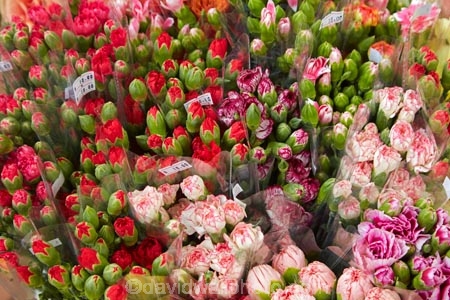 Asia;bloom;blooms;China;commerce;commercial;cut-flowers;floral;flower;flower-market;flower-markets;flower-shop;flower-shops;flower-stall;flower-stalls;flowers;H.K.;HK;Hong-Kong;Hong-Kong-Flower-market;Hong-Kong-Special-Administrative-Region-of-the-Peoples-Republic;Kowloon;Kowloon-Peninsula;market;market-place;market-stall;market-stalls;market_place;marketplace;marketplaces;markets;Mong-Kok;Peoples-Republic-of-China;pink;pink-flowers;red;red-flowers;retail;retailer;retailers;shop;shopping;shops;stall;stalls;street-market;street-markets;street-scene;street-scenes