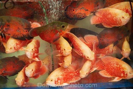 Asia;China;commerce;commercial;fish;fishes;goldfish;Goldfish-market;Goldfish-markets;goldfish-shop;goldfish-shops;goldfish-stall;goldfish-stalls;goldfishes;H.K.;HK;Hong-Kong;Hong-Kong-Special-Administrative-Region-of-the-Peoples-Republic;Kowloon;Kowloon-Peninsula;market;market-place;market-stall;market-stalls;market_place;marketplace;marketplaces;markets;Mong-Kok;Peoples-Republic-of-China;retail;retailer;retailers;shop;shopping;shops;stall;stalls;street-scene;street-scenes