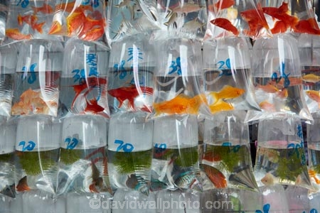 Asia;China;commerce;commercial;fish;fishes;goldfish;Goldfish-market;Goldfish-markets;goldfish-shop;goldfish-shops;goldfish-stall;goldfish-stalls;goldfishes;H.K.;HK;Hong-Kong;Hong-Kong-Special-Administrative-Region-of-the-Peoples-Republic;Kowloon;Kowloon-Peninsula;market;market-place;market-stall;market-stalls;market_place;marketplace;marketplaces;markets;Mong-Kok;Peoples-Republic-of-China;retail;retailer;retailers;shop;shopping;shops;stall;stalls;street-scene;street-scenes