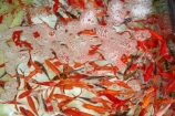 Asia;China;commerce;commercial;fish;fishes;goldfish;Goldfish-market;Goldfish-markets;goldfish-shop;goldfish-shops;goldfish-stall;goldfish-stalls;goldfishes;H.K.;HK;Hong-Kong;Hong-Kong-Special-Administrative-Region-of-the-Peoples-Republic;Kowloon;Kowloon-Peninsula;market;market-place;market-stall;market-stalls;market_place;marketplace;marketplaces;markets;Mong-Kok;Peoples-Republic-of-China;retail;retailer;retailers;shop;shopping;shops;stall;stalls;street-scene;street-scenes