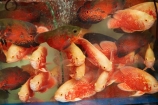 Asia;China;commerce;commercial;fish;fishes;goldfish;Goldfish-market;Goldfish-markets;goldfish-shop;goldfish-shops;goldfish-stall;goldfish-stalls;goldfishes;H.K.;HK;Hong-Kong;Hong-Kong-Special-Administrative-Region-of-the-Peoples-Republic;Kowloon;Kowloon-Peninsula;market;market-place;market-stall;market-stalls;market_place;marketplace;marketplaces;markets;Mong-Kok;Peoples-Republic-of-China;retail;retailer;retailers;shop;shopping;shops;stall;stalls;street-scene;street-scenes
