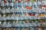 Asia;China;commerce;commercial;fish;fishes;goldfish;Goldfish-market;Goldfish-markets;goldfish-shop;goldfish-shops;goldfish-stall;goldfish-stalls;goldfishes;H.K.;HK;Hong-Kong;Hong-Kong-Special-Administrative-Region-of-the-Peoples-Republic;Kowloon;Kowloon-Peninsula;market;market-place;market-stall;market-stalls;market_place;marketplace;marketplaces;markets;Mong-Kok;Peoples-Republic-of-China;retail;retailer;retailers;shop;shopping;shops;stall;stalls;street-scene;street-scenes