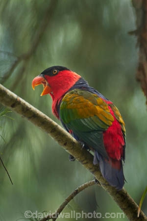 Misool;Raja-Ampat;Indonesia;Asia;Southeast-Asia;South-East-Asia;Western-Indonesia;Southwest-Papua;West-Papua;black_capped-lory;lorius-lory;western-black_capped-lory;tricolored-lory;lory;lories;parrot;parrots;Panun-Island;Panun-Homestay;Panun;Misool-archipelago