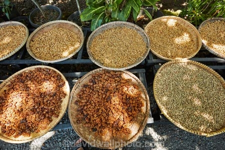 Yogyakarta;Java;Indonesia;Asia;South-East-Asia;Southeast-Asia;Jogja;Jogjakarta;Pawon-Luwak-Coffee;Kopi-Luwak;coffee-beans;beans;Civet-coffee-beans;civet-coffee;luwak-coffee-beans;coffee;Borobudur