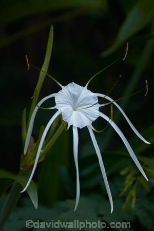 Bali;Indonesia;Southeast-Asia;Asia;Ubud;Spider-Lily;Hymenocallis-littoralis;beach-spider-lily;bloom;blooms;flower;flowers;garden;gardens;tropical;tropical-flower;tropical-flowers;tropical-garden;tropical-gardens;tropical-plant;tropical-plants