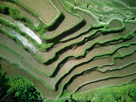Indonesia;aerial;aerial-photo;aerial-photograph;aerial-photographs;aerial-photography;aerial-photos;aerial-view;aerial-views;aerials;drone-aerial;drone;Ubud;Bali;Tegallalang;Tegallalang-Rice-Terrace;Tegallalang-Rice-Field;Tegallalang-Rice-Terraces;Tegallalang-Rice-Fields;Tegalalang;rice-terrace;rice-terraces;UN-world-heritage-area;UN-world-heritage-site;UNESCO-World-Heritage-area;UNESCO-World-Heritage-Site;united-nations-world-heritage-area;united-nations-world-heritage-site;world-heritage;world-heritage-area;world-heritage-areas;World-Heritage-Park;World-Heritage-site;World-Heritage-Sites;lush;green;verdant