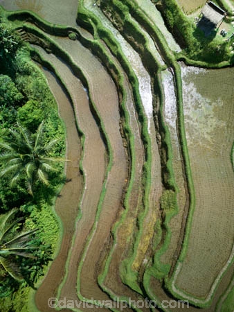 Indonesia;aerial;aerial-photo;aerial-photograph;aerial-photographs;aerial-photography;aerial-photos;aerial-view;aerial-views;aerials;drone-aerial;drone;Ubud;Bali;Tegallalang;Tegallalang-Rice-Terrace;Tegallalang-Rice-Field;Tegallalang-Rice-Terraces;Tegallalang-Rice-Fields;Tegalalang;rice-terrace;rice-terraces;UN-world-heritage-area;UN-world-heritage-site;UNESCO-World-Heritage-area;UNESCO-World-Heritage-Site;united-nations-world-heritage-area;united-nations-world-heritage-site;world-heritage;world-heritage-area;world-heritage-areas;World-Heritage-Park;World-Heritage-site;World-Heritage-Sites;lush;green;verdant
