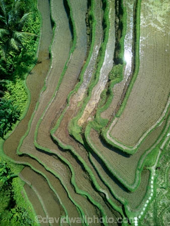 Indonesia;aerial;aerial-photo;aerial-photograph;aerial-photographs;aerial-photography;aerial-photos;aerial-view;aerial-views;aerials;drone-aerial;drone;Ubud;Bali;Tegallalang;Tegallalang-Rice-Terrace;Tegallalang-Rice-Field;Tegallalang-Rice-Terraces;Tegallalang-Rice-Fields;Tegalalang;rice-terrace;rice-terraces;UN-world-heritage-area;UN-world-heritage-site;UNESCO-World-Heritage-area;UNESCO-World-Heritage-Site;united-nations-world-heritage-area;united-nations-world-heritage-site;world-heritage;world-heritage-area;world-heritage-areas;World-Heritage-Park;World-Heritage-site;World-Heritage-Sites;lush;green;verdant