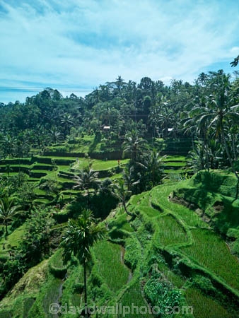 Indonesia;aerial;aerial-photo;aerial-photograph;aerial-photographs;aerial-photography;aerial-photos;aerial-view;aerial-views;aerials;drone-aerial;drone;Ubud;Bali;Tegallalang;Tegallalang-Rice-Terrace;Tegallalang-Rice-Field;Tegallalang-Rice-Terraces;Tegallalang-Rice-Fields;Tegalalang;rice-terrace;rice-terraces;UN-world-heritage-area;UN-world-heritage-site;UNESCO-World-Heritage-area;UNESCO-World-Heritage-Site;united-nations-world-heritage-area;united-nations-world-heritage-site;world-heritage;world-heritage-area;world-heritage-areas;World-Heritage-Park;World-Heritage-site;World-Heritage-Sites;lush;green;verdant