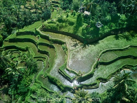 Indonesia;aerial;aerial-photo;aerial-photograph;aerial-photographs;aerial-photography;aerial-photos;aerial-view;aerial-views;aerials;drone-aerial;drone;Ubud;Bali;Tegallalang;Tegallalang-Rice-Terrace;Tegallalang-Rice-Field;Tegallalang-Rice-Terraces;Tegallalang-Rice-Fields;Tegalalang;rice-terrace;rice-terraces;UN-world-heritage-area;UN-world-heritage-site;UNESCO-World-Heritage-area;UNESCO-World-Heritage-Site;united-nations-world-heritage-area;united-nations-world-heritage-site;world-heritage;world-heritage-area;world-heritage-areas;World-Heritage-Park;World-Heritage-site;World-Heritage-Sites;lush;green;verdant