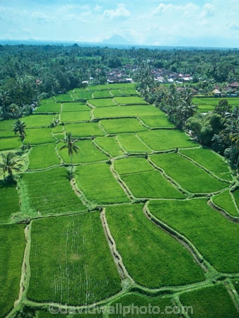 Indonesia;aerial;aerial-photo;aerial-photograph;aerial-photographs;aerial-photography;aerial-photos;aerial-view;aerial-views;aerials;drone-aerial;drone;Ubud;Bali;Tegallalang;Tegallalang-Rice-Terrace;Tegallalang-Rice-Field;Tegallalang-Rice-Terraces;Tegallalang-Rice-Fields;Tegalalang;rice-terrace;rice-terraces;UN-world-heritage-area;UN-world-heritage-site;UNESCO-World-Heritage-area;UNESCO-World-Heritage-Site;united-nations-world-heritage-area;united-nations-world-heritage-site;world-heritage;world-heritage-area;world-heritage-areas;World-Heritage-Park;World-Heritage-site;World-Heritage-Sites;lush;green;verdant